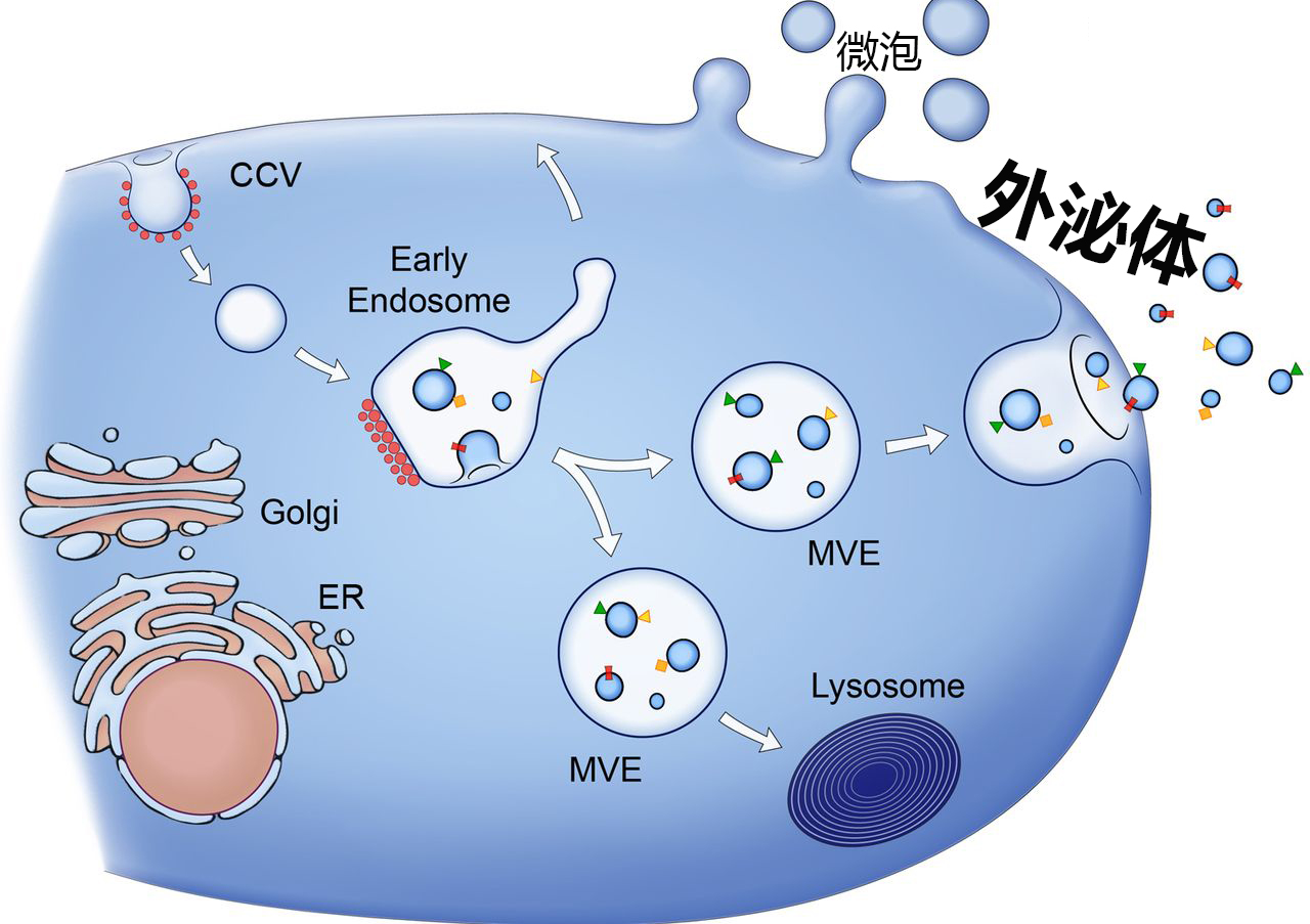 干细胞外泌体与美容抗衰修复